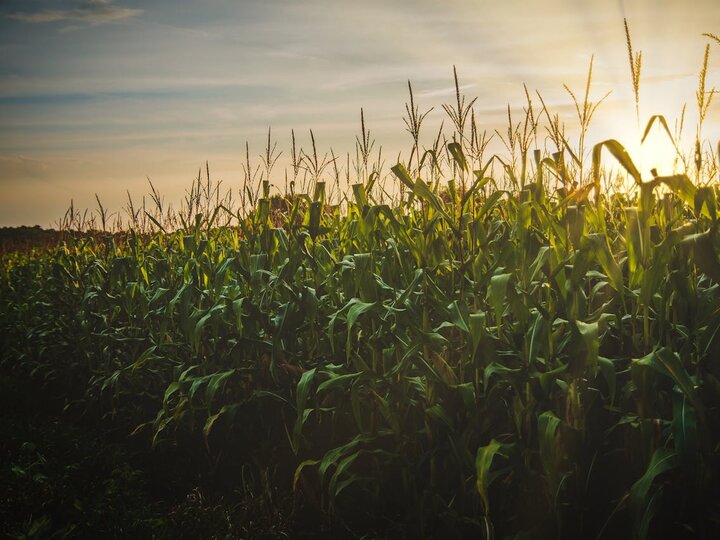 Corn field