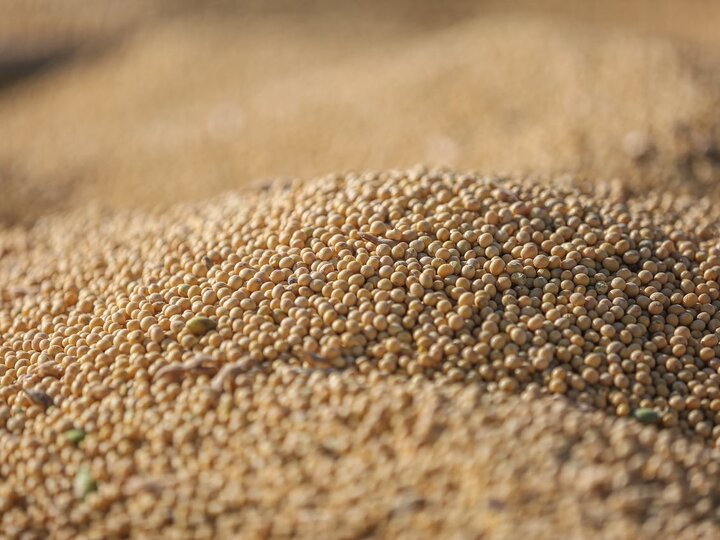 soybeans